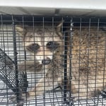 Raccoon removal