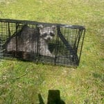 Raccoon removal