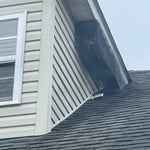 Raccoon removal