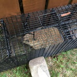 Raccoon removal