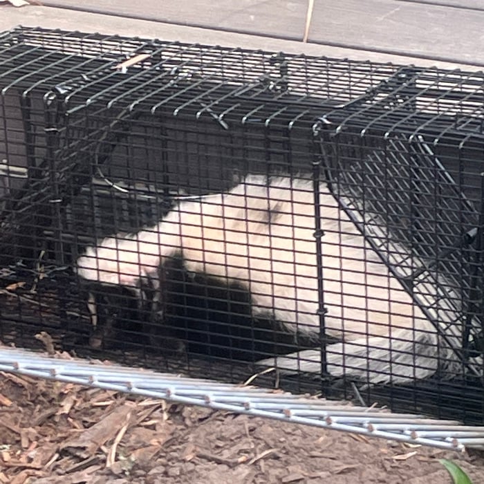 Raccoon removal