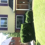 Shrub removal
