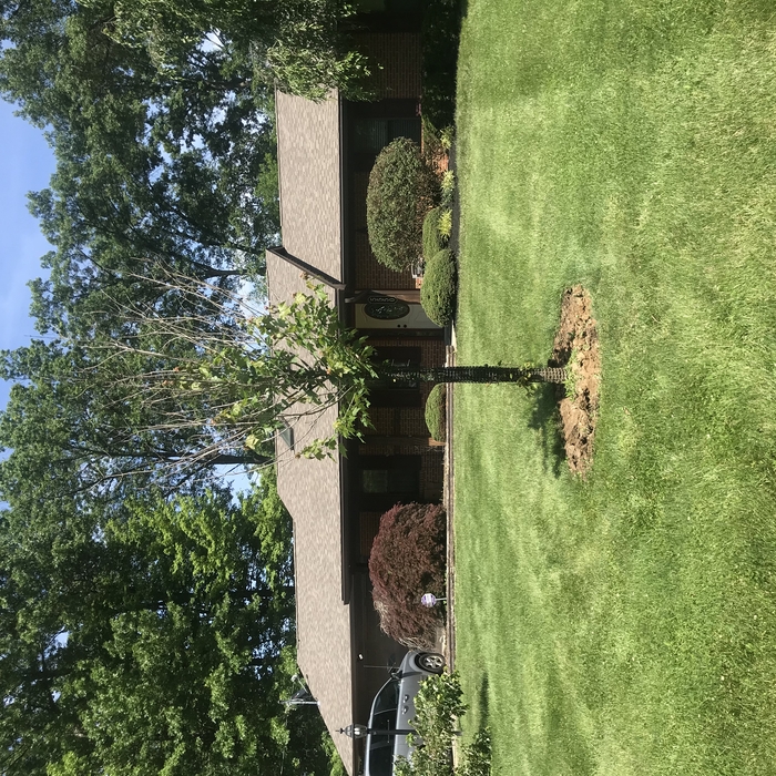 Tree plant/protect/maintain
