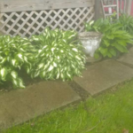 Yard Cleanup