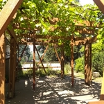 Pergola rebuild