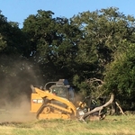 Mulching Tree Branches