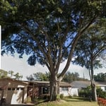 before tree removal