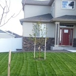 Deep Green Lawn