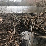 Beaver Dam