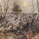 Beaver Dam