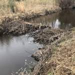 Beaver Dam