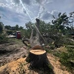 Tree removal