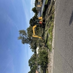 Tree removal