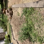 Stump Grinding Project