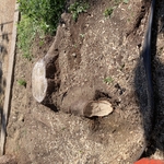 Stump Grinding Project