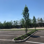 Parking Lot Island