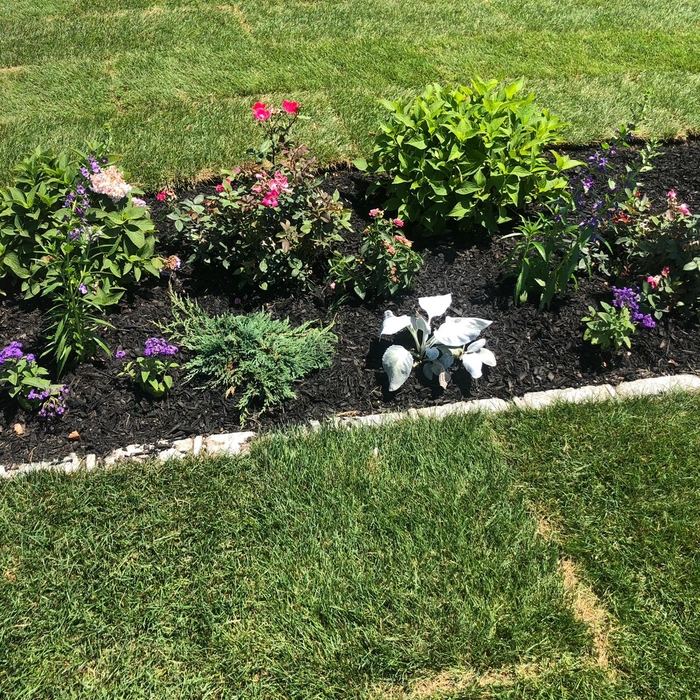 Planting Installation