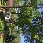 Tree removal