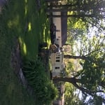 after tree removal