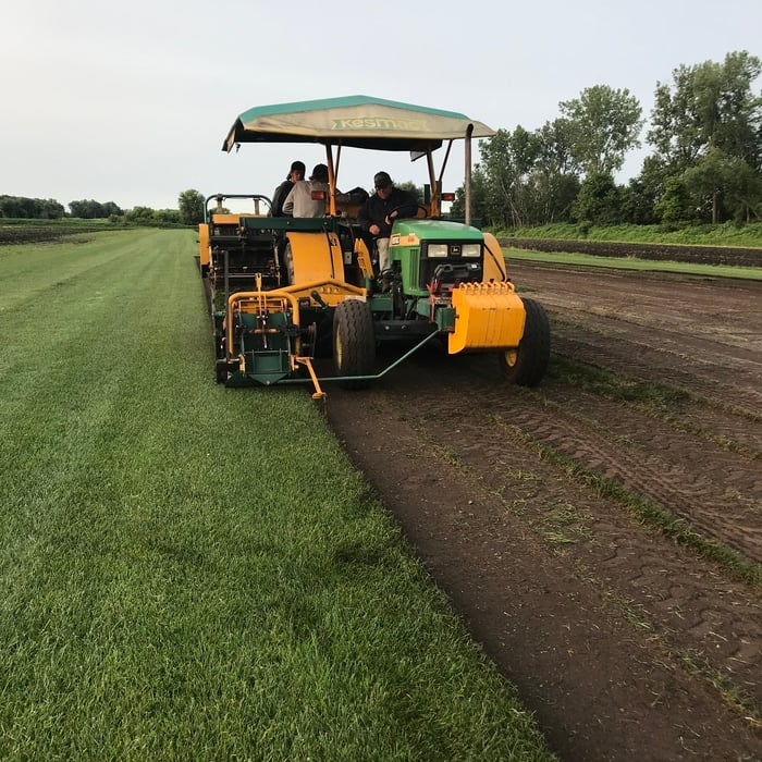 Cutting fresh sod daily.