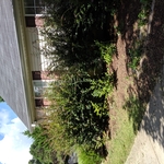 Trimming shrubs