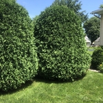 Trimming