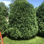 Trimming