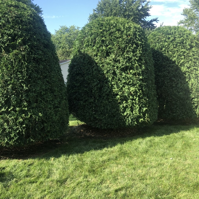Trimming