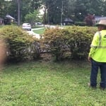 Trimming shrubs