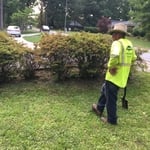 Trimming shrubs