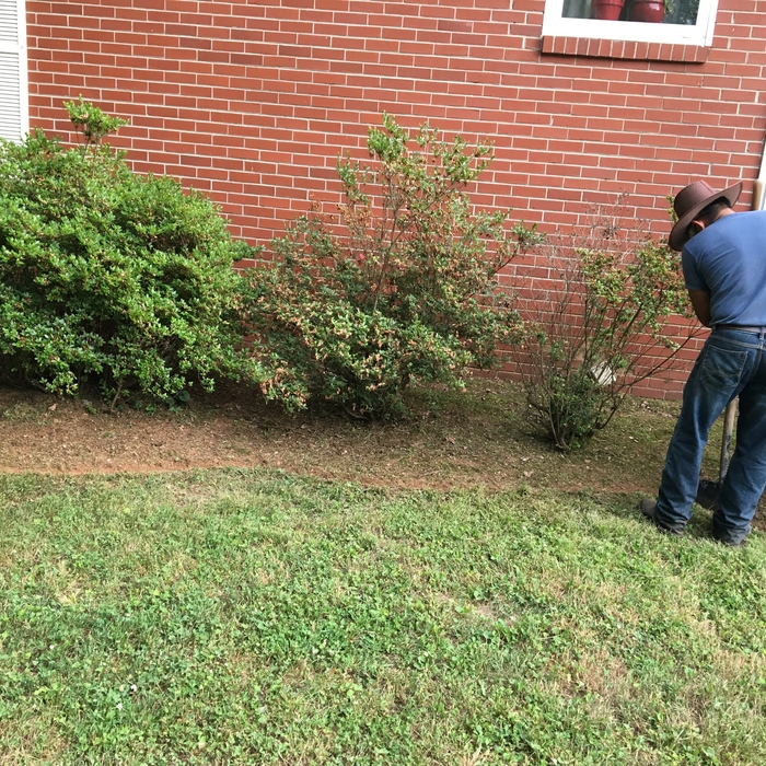 Trimming shrubs