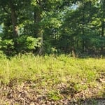 land clearing pic 1