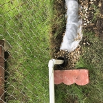 PVC Discharge into French Drain