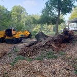 Oak stump and roots blown over in a storm