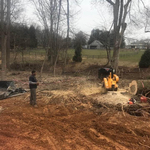 Hazardous Tree