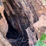 Hazardous Tree