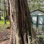 Hazardous Tree