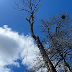 Hazardous Tree
