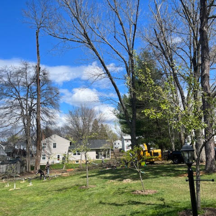 Hazardous Tree