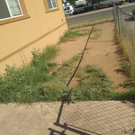 yard clean up