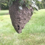 Bald Faced Hornets