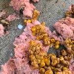 Bees in insulation