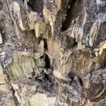 Carpenter ant damage