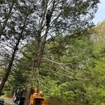 Tree Service