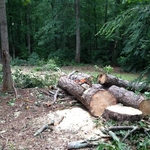 tree removal