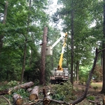Tree Removal