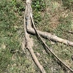 Old to New Lines