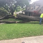 Tree removal in Texas