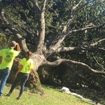 Huge tree removal on house