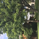 Tree removal in Texas